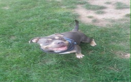 American Bully dogs for sale: Urgent rehome pocket bully  - Image 5