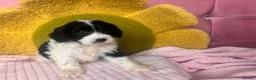 Boxer dogs for sale: Healthy & Playful Boxer Puppies Available Now - Advert 17