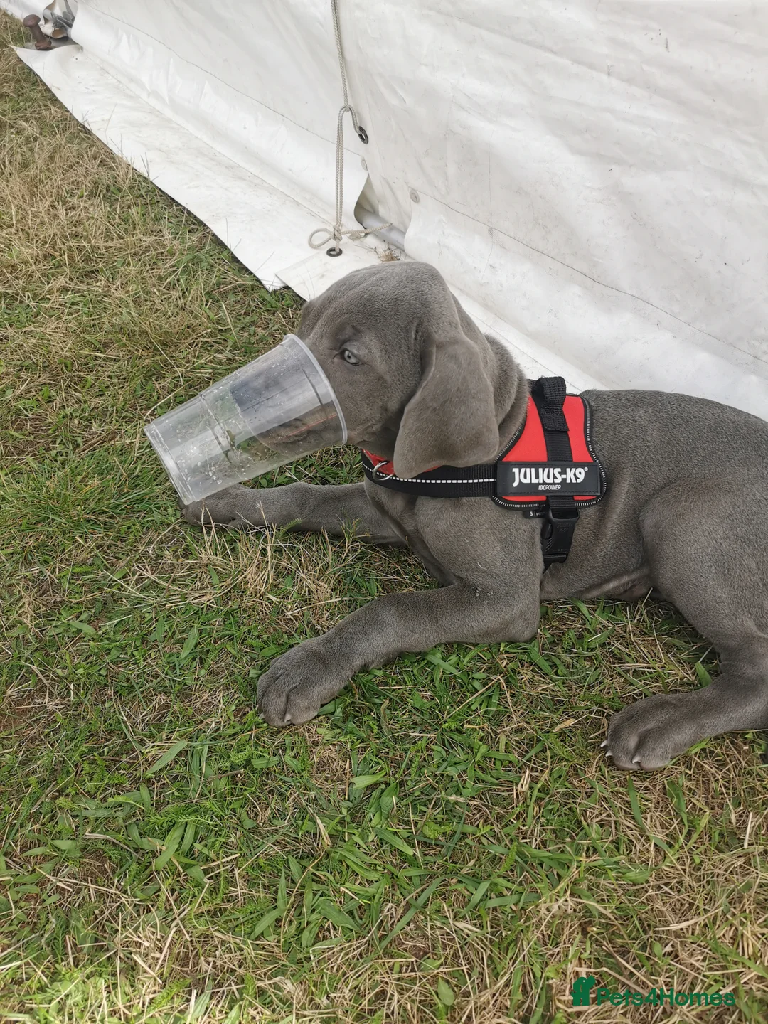 Great Dane dogs for stud: fully health tested proven outstanding solid blue in Thetford - Advert 25