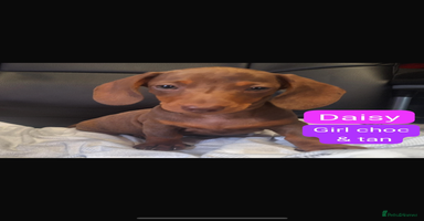 Miniature Dachshund dogs - Advert 7