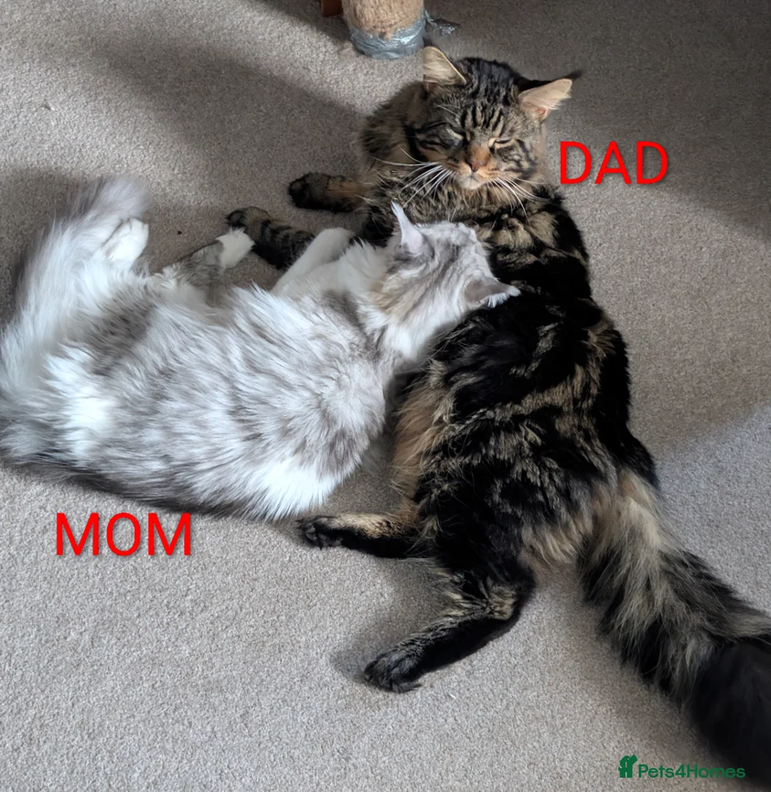 Maine Coon cats for sale: Little balls of fur looking for their new home - Advert 10