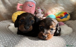 Miniature Dachshund dogs for sale: Top Show Quality KC Miniature Dachshund Puppies - Image 10
