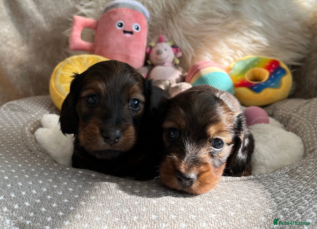 Miniature Dachshund dogs for sale: Top Show Quality KC Miniature Dachshund Puppies - Image 10