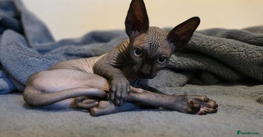 Sphynx cats - Advert 14