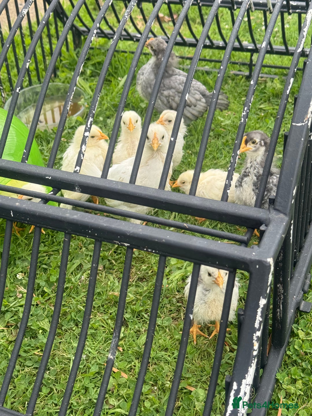 Softbills birds for sale: Chicks For Sale  - Image 1