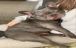 French Bulldog dogs for sale: Arnold  - Image 1