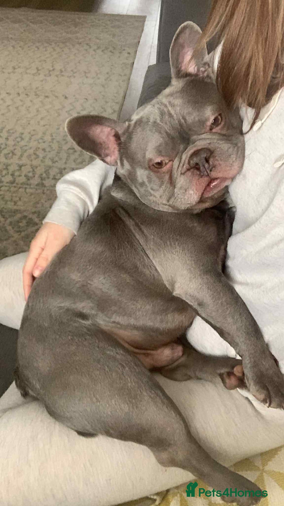 French Bulldog dogs for sale: Arnold  - Image 1
