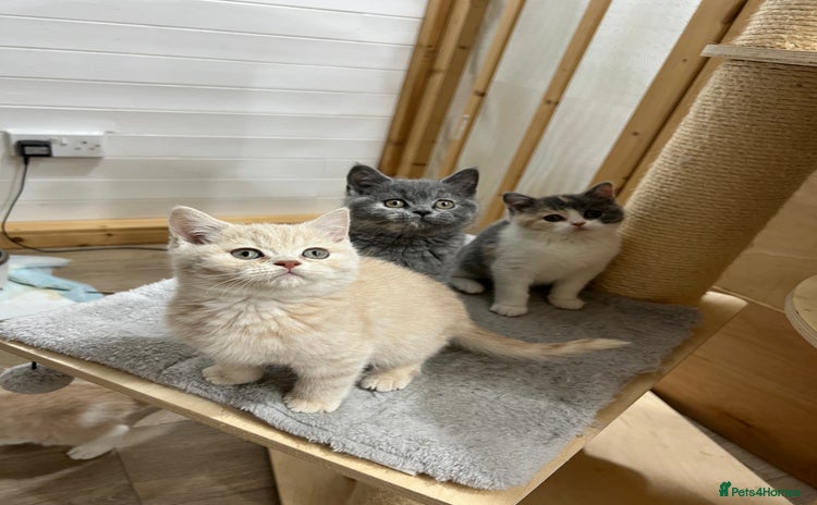 British Shorthair cats - Advert 9
