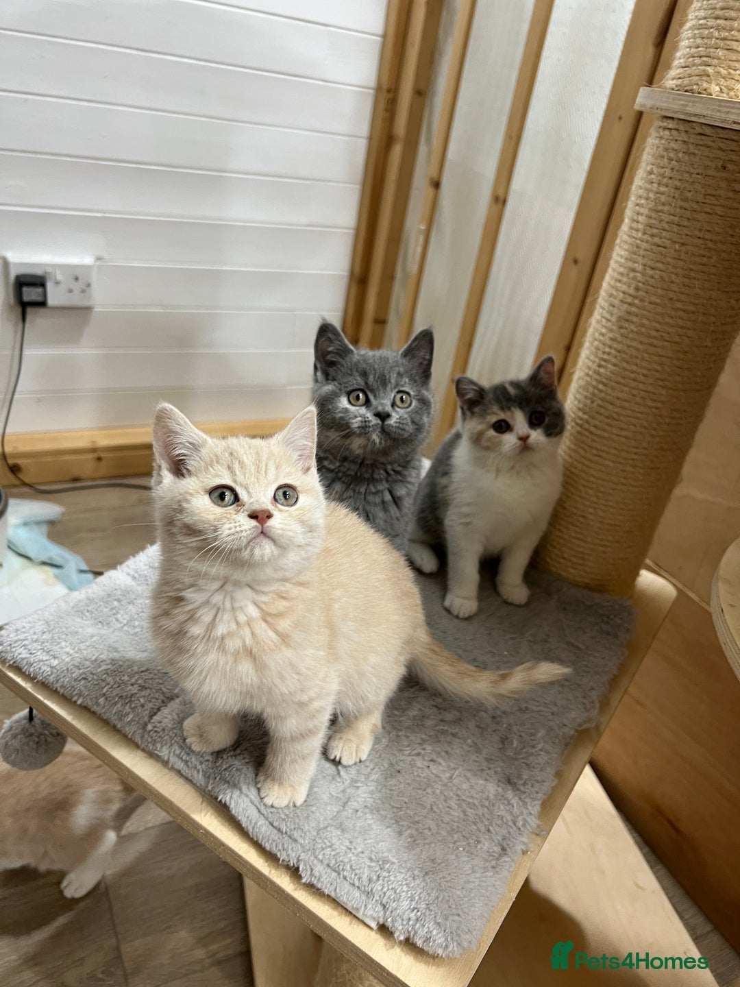 British Shorthair cats for sale: Adorable GCCF registered BSH kittens - Image 1