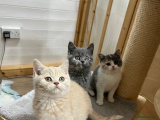 British Shorthair cats - Advert 27