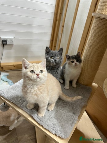 British Shorthair cats - Advert 7