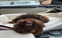 Labradoodle dogs for sale:  Mini toy labradoodle needing a new home  - Image 25