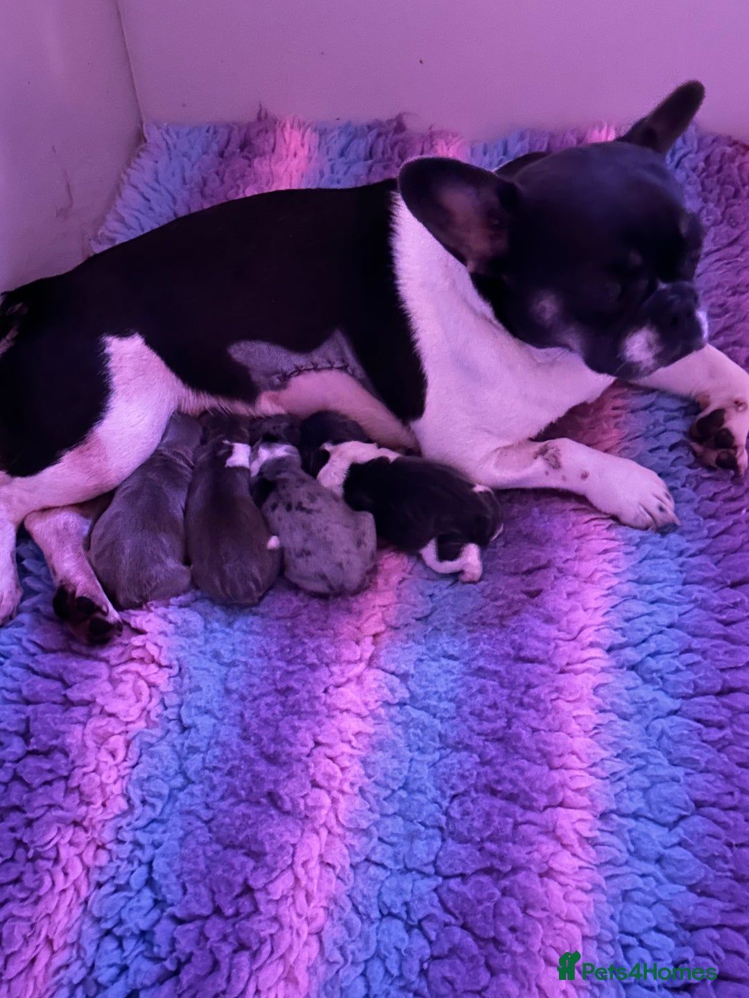 French Bulldog dogs for sale: Pink floodle producer Male - Image 7