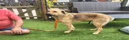 Mixed Breed dogs for adoption: SKY  ( 20 months) - Advert 17