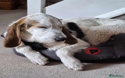 Mixed Breed dogs for adoption: Fun loving Griffon Phoenix looking for a home - Image 2