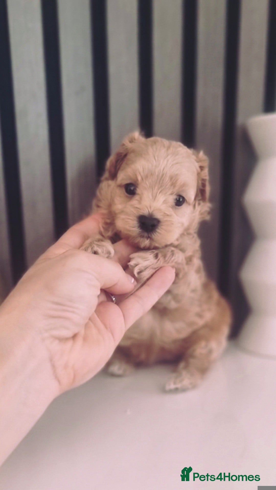 Maltipoo dogs Exclusive Tiny Korean/Russian Maltipoo KC champ - Advert 1