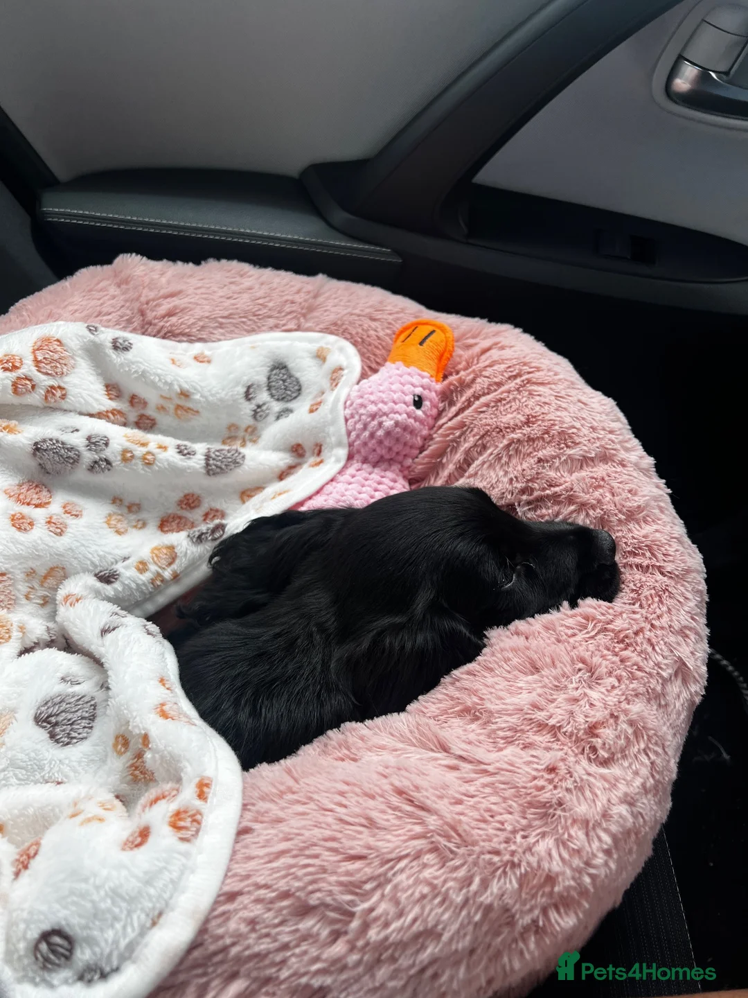 Cocker Spaniel dogs for sale: Black Cocker Spaniel  - Advert 5