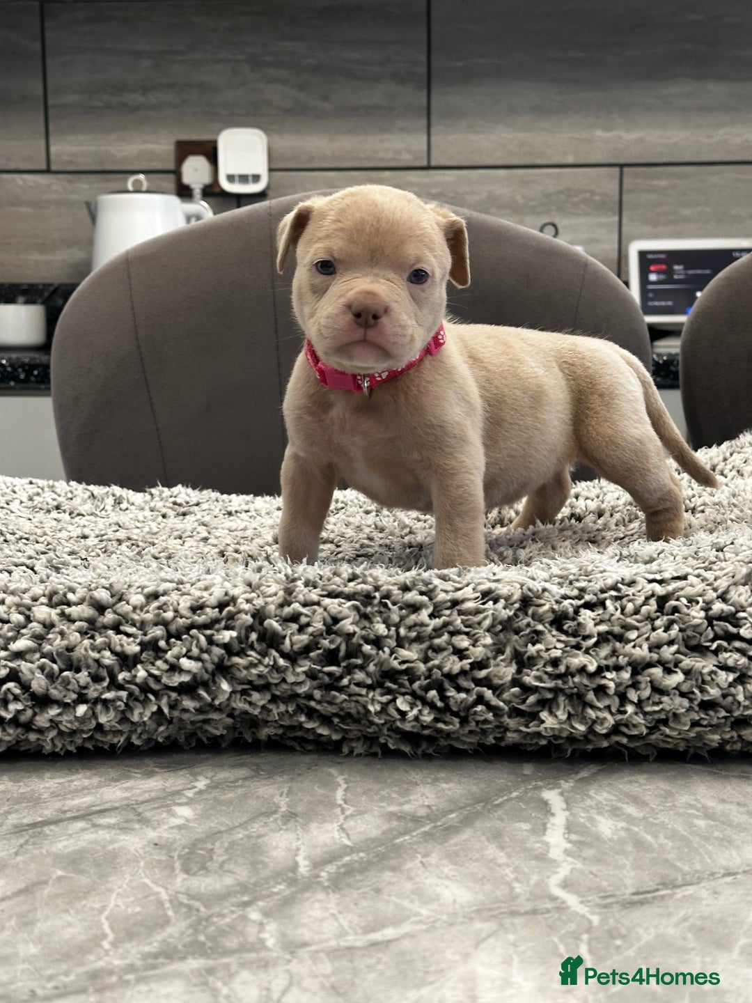American Bully dogs for sale: ABKC POCKET/MICRO BULLY PUPPIES IMPORT BLOODLINES - Advert 15