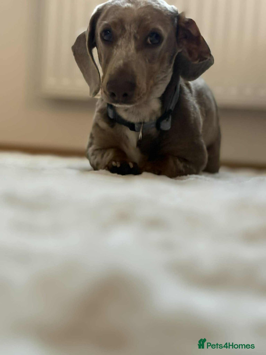 Miniature Dachshund dogs for stud: Handsome Isabella dapple available for stud  - Advert 3