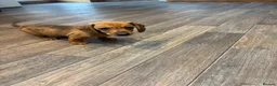 Dachshund dogs for sale: Dachshund puppies - Advert 11