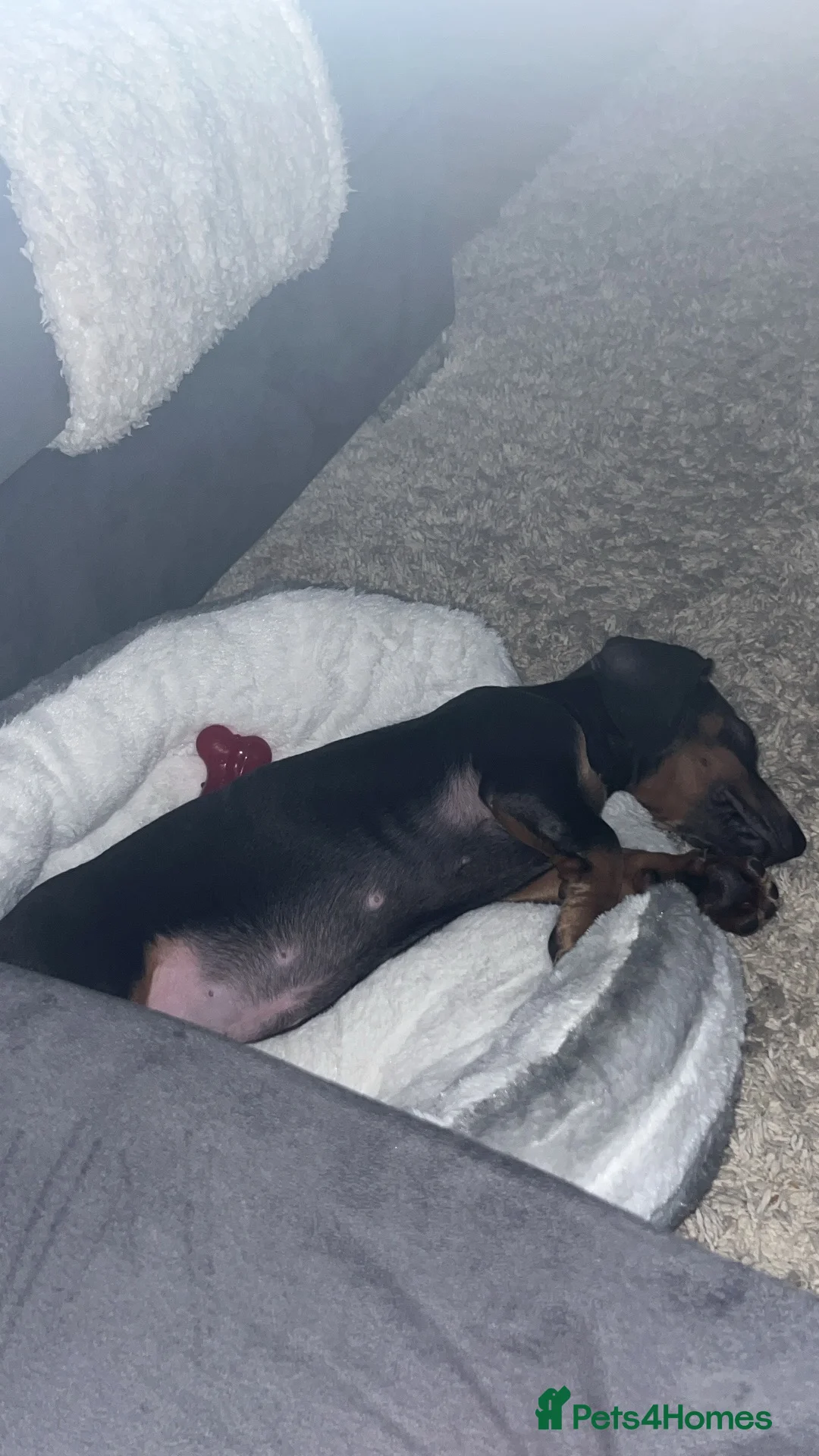 Dachshund dogs for sale: Sausage dog Blu  - Advert 7