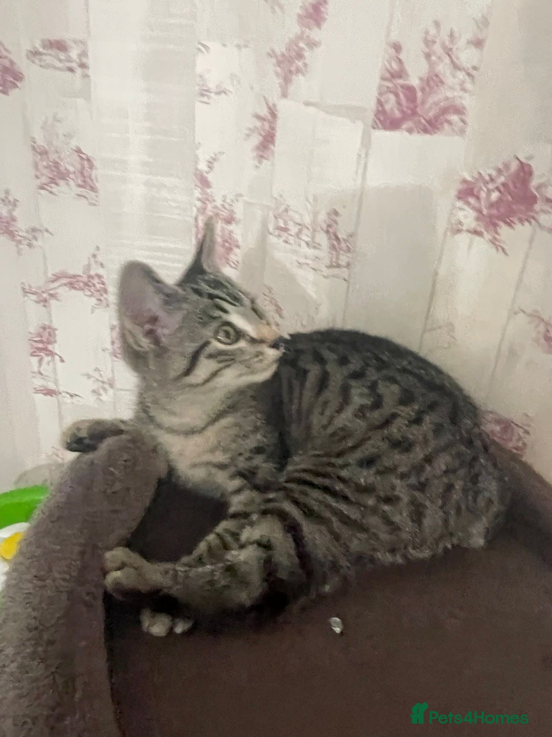 Mixed Breed cats for sale: Elf Sphynx & RagDoll cross last boy available - Advert 11