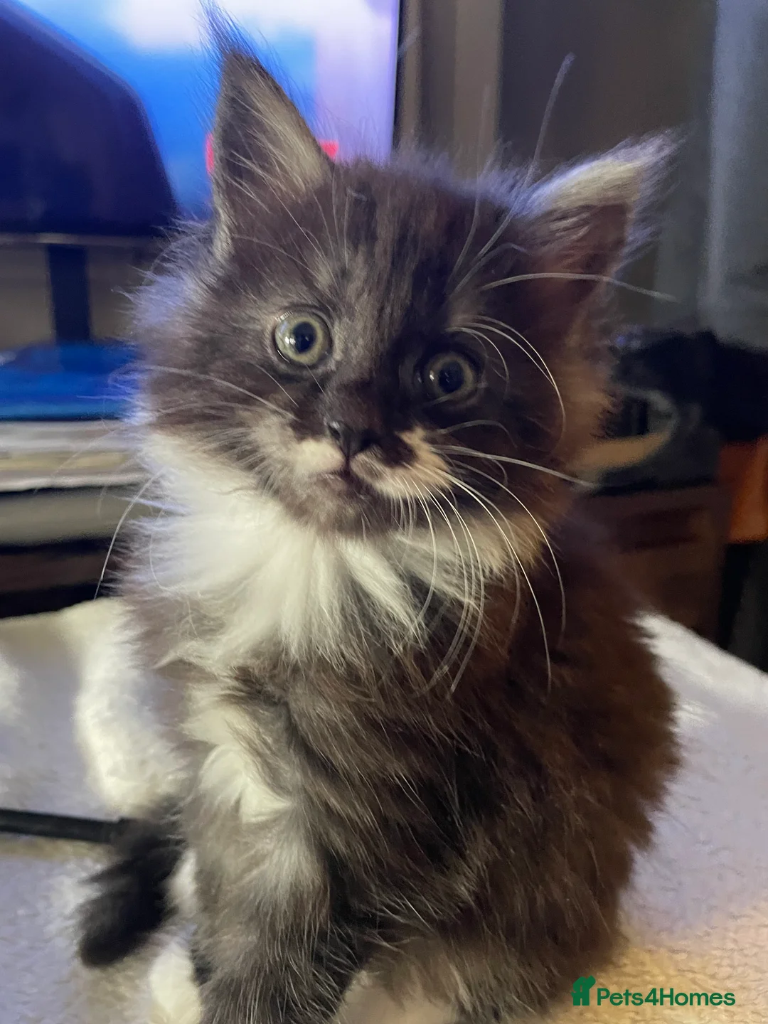 Maine Coon cats for sale: Little mine coon cross - Advert 1