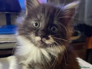 Maine Coon cats Little mine coon cross - Advert 2