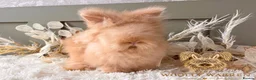 Angora rabbits for sale: 3 BEAUTIFUL VACCINATED ANGORAS READY NOW - Advert 10