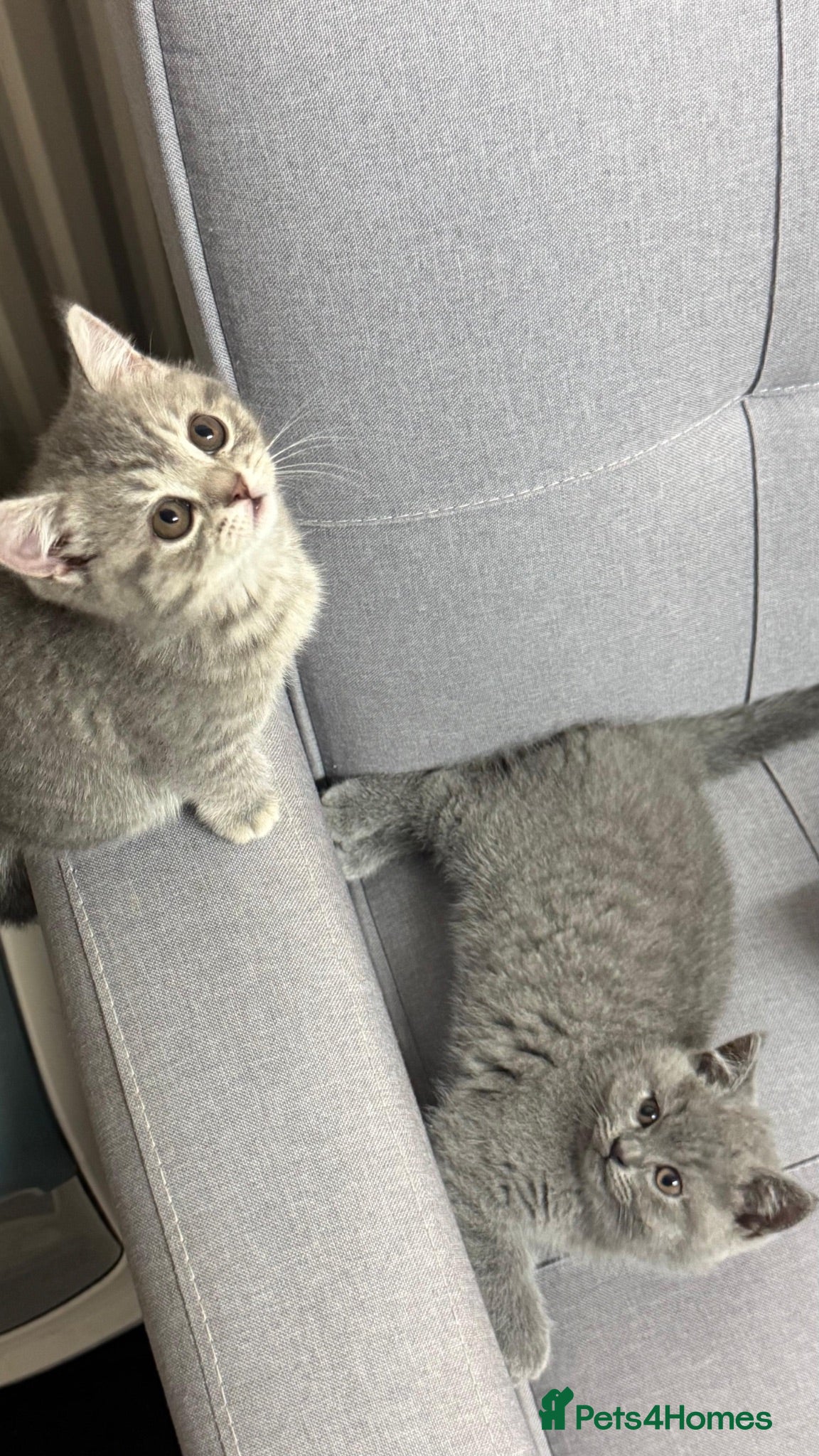 British Shorthair cats 1male-2female British shorthair  - Advert 1