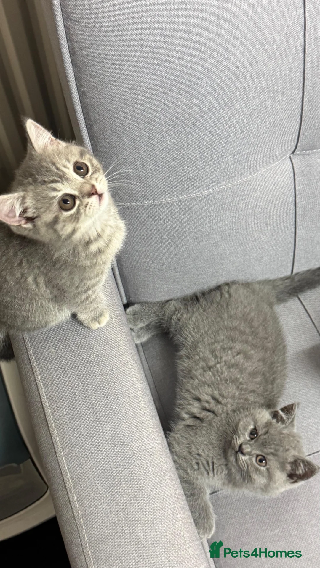 British Shorthair cats for sale: 1male-2female British shorthair  in Clydebank - Advert 1
