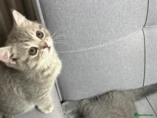 British Shorthair cats 1male-2female British shorthair - Advert 1