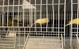 Canaries birds for sale: Canary’s and zebra finch - Image 2