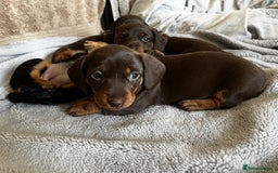 Dachshund dogs for sale: 4 Beautiful Dachshund Puppies - Image 10