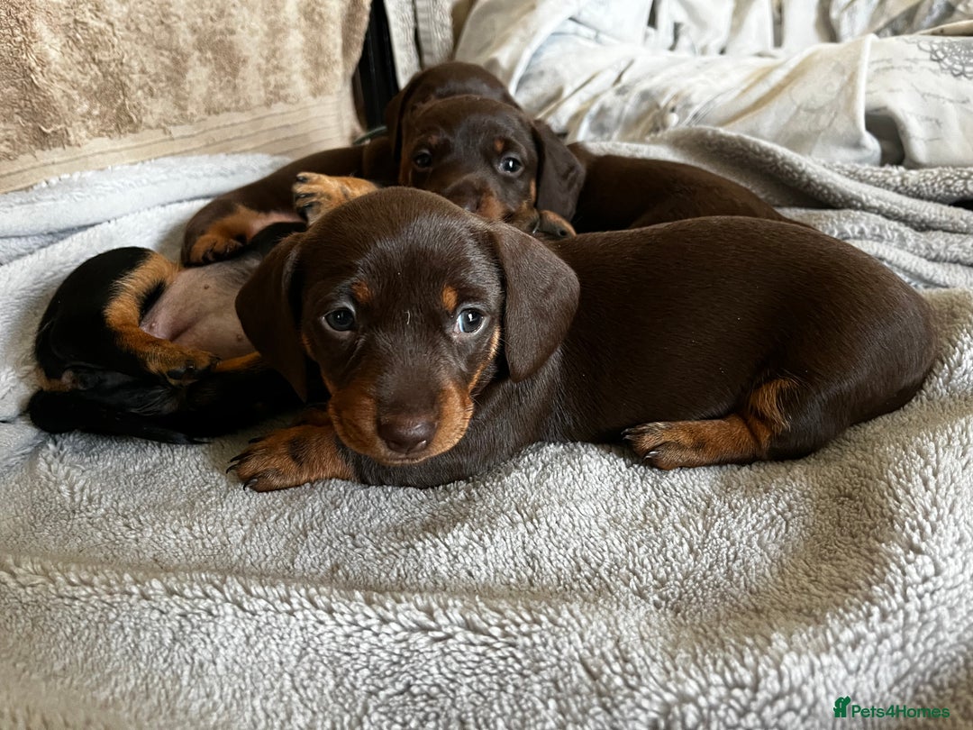 Dachshund dogs for sale: 4 Beautiful Dachshund Puppies - Image 10