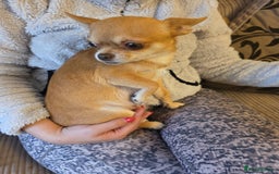 Chihuahua dogs for sale: Stunning Chocolate Chihuahua Puppies 🐶  - Image 2