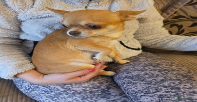 Chihuahua dogs - Advert 8