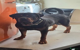 Mixed Breed dogs for sale: Gorgeous Rottweiler/Mastiff - Advert 7