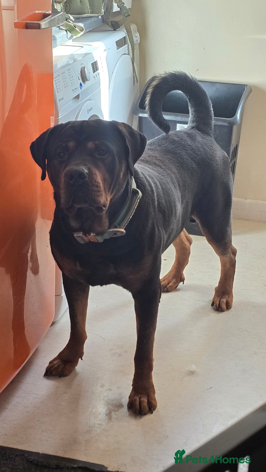 Mixed Breed dogs for sale: Gorgeous Rottweiler/Mastiff - Advert 7