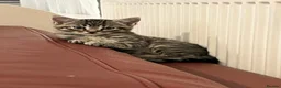 Mixed Breed cats for sale: Kittens for sale🐈‍⬛🐈 - Advert 6
