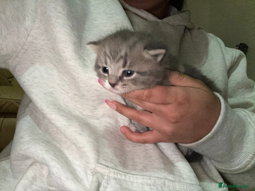 Mixed Breed cats for sale: 2 Grey (blue) and one darker tabby kittens  - Advert 18