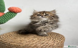 Persian cats for sale: Persian kittens for sale  - Image 13