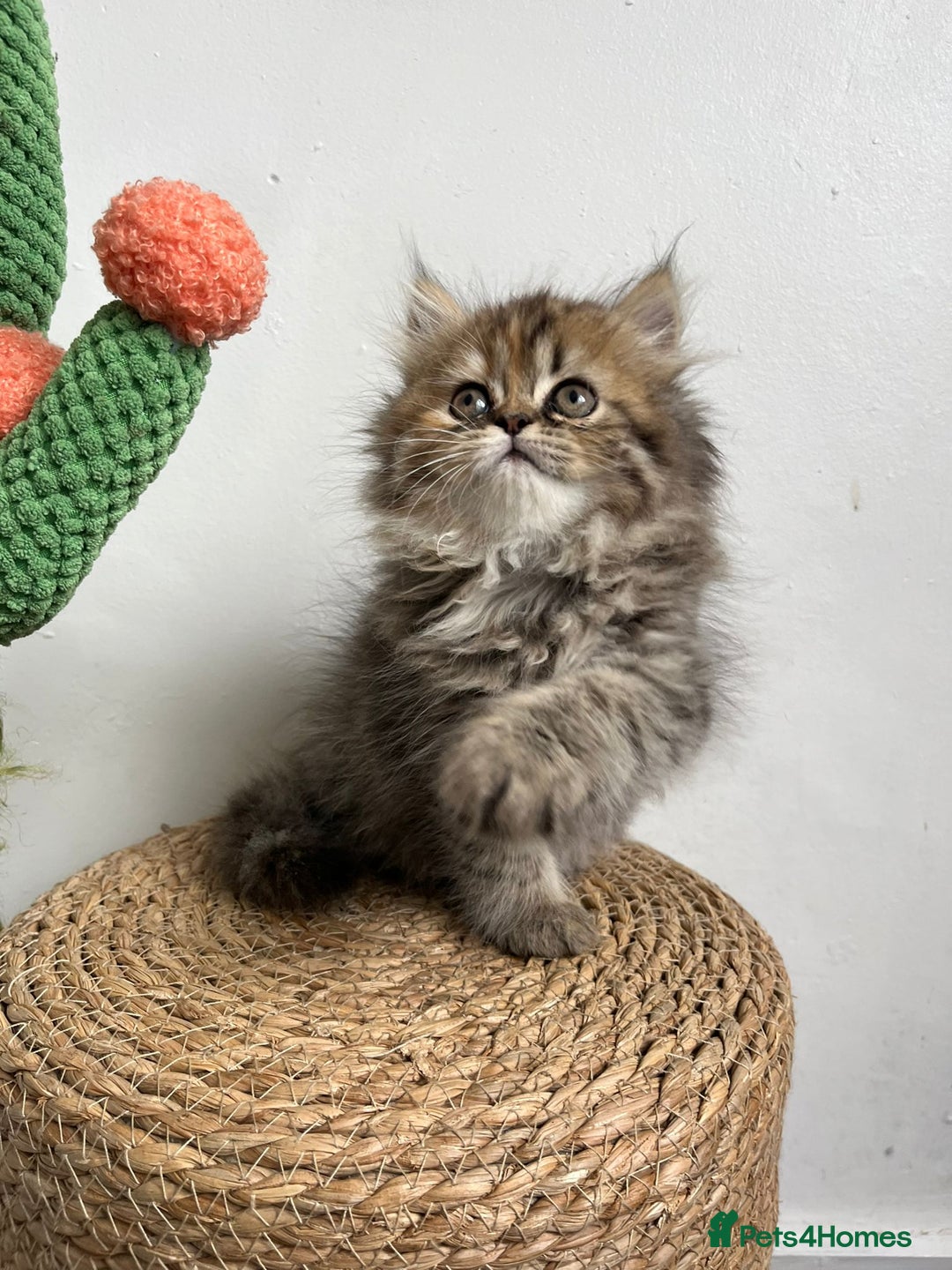 Persian cats for sale: Persian kittens for sale  - Image 13