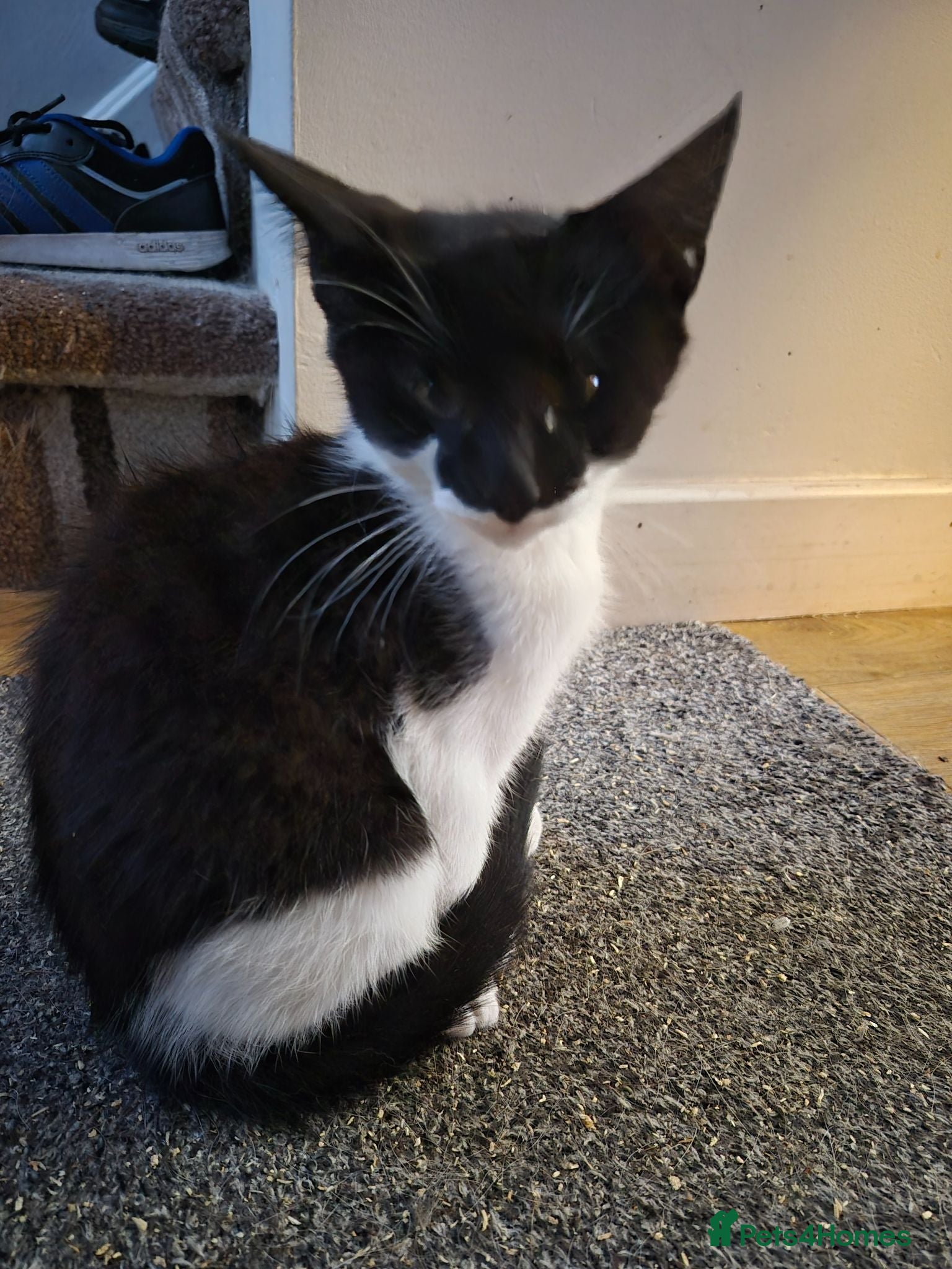 Mixed Breed cats Mixed race kittens for sale.  - Advert 2