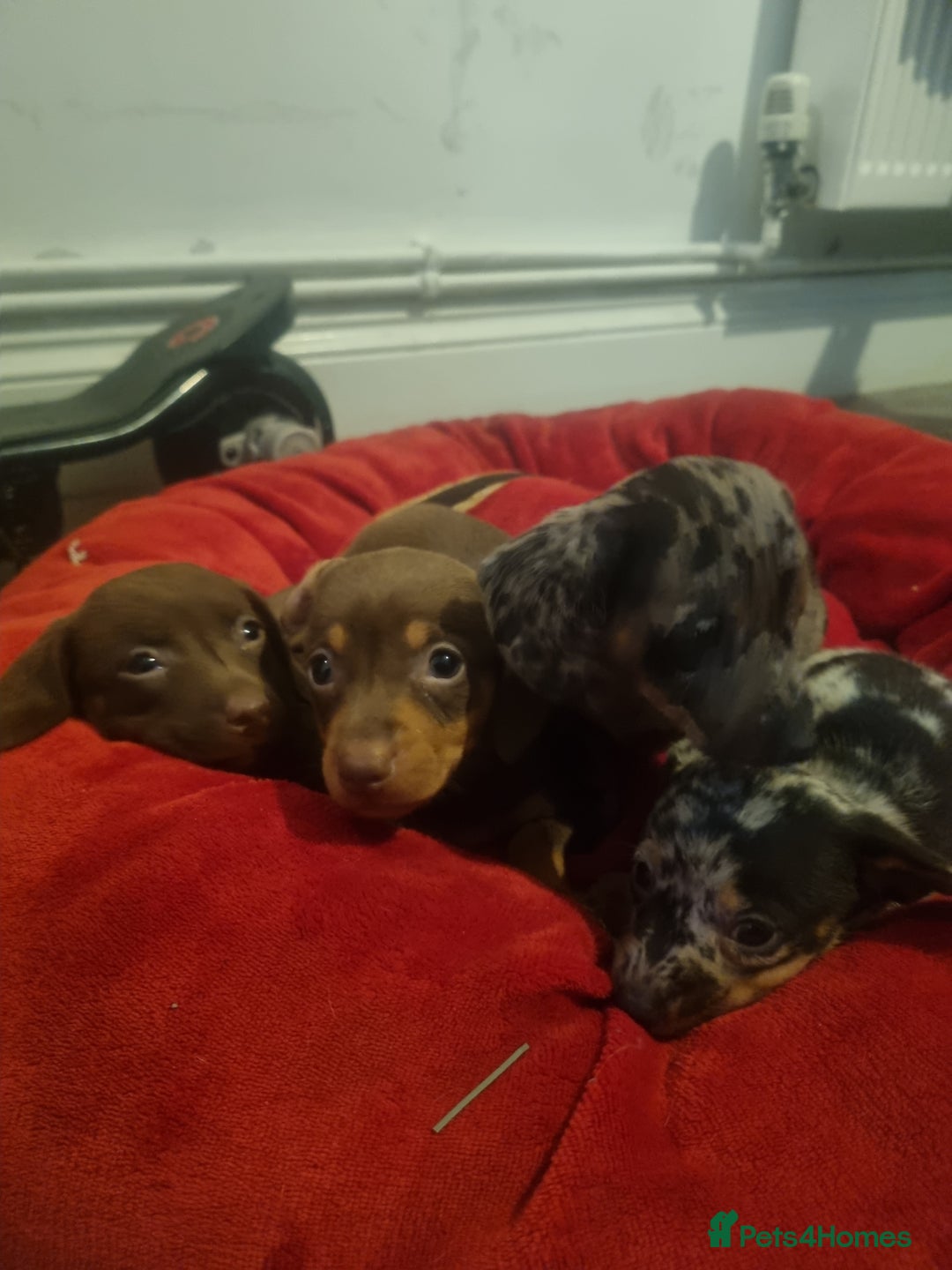 Miniature Dachshund dogs for sale: Miniature Dachshund  - Advert 26