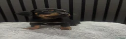 Chiweenie dogs for sale: Cute Chiweenie Boys - Advert 20