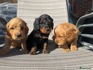 Cockapoo dogs 🌟FINAL 3 F1 COCKAPOO PUPPIES🌟 - Advert 8