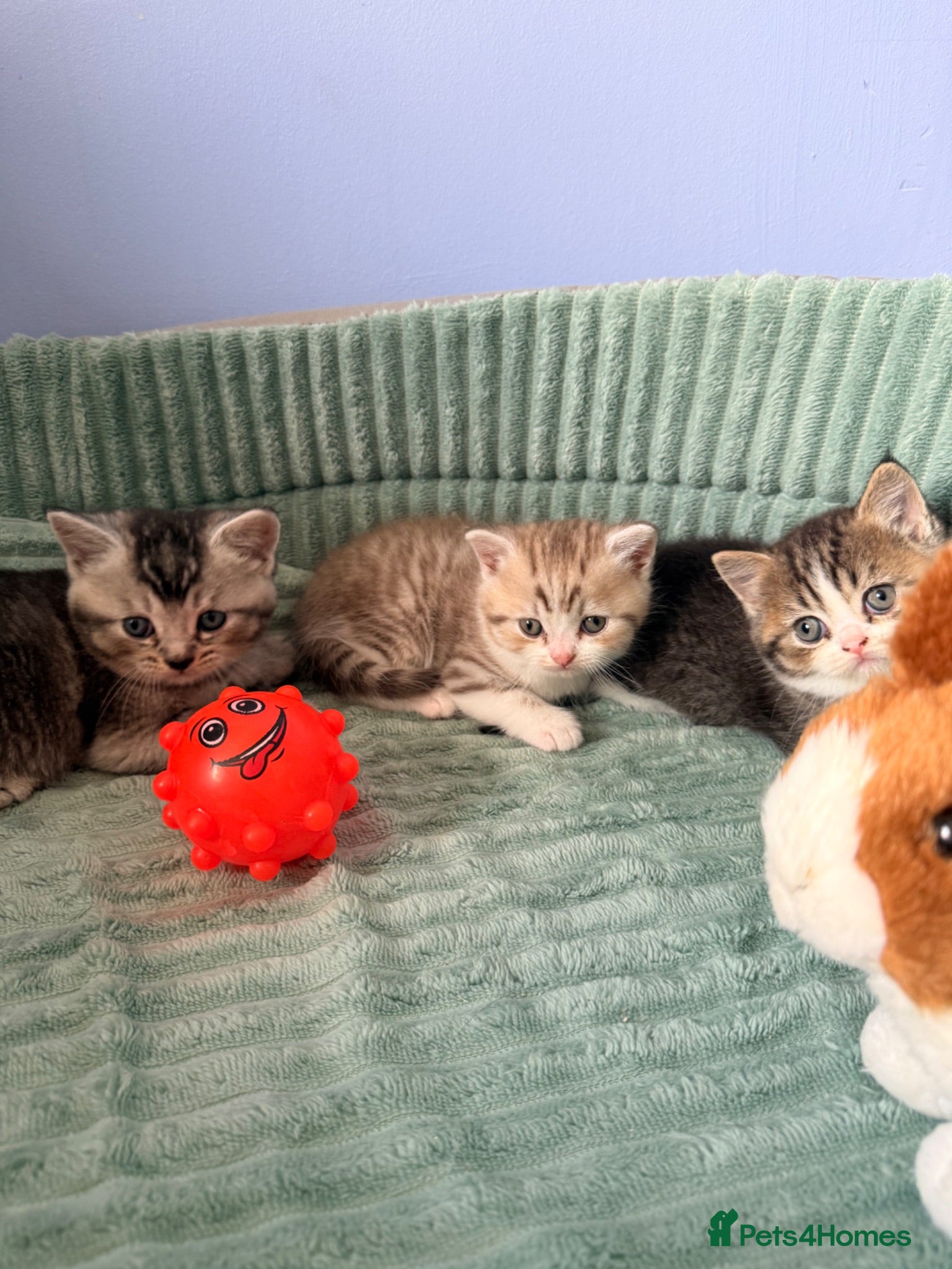Scottish Fold cats  * Beautiful Scottish Straight Kittens for Sale! - Advert 3