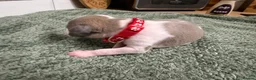 Whippet dogs for sale: litter of 8 pups 5x boys 3x bitches  - Advert 16