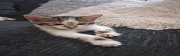 Mixed Breed cats for sale: Mixed bengal kittens - Advert 12